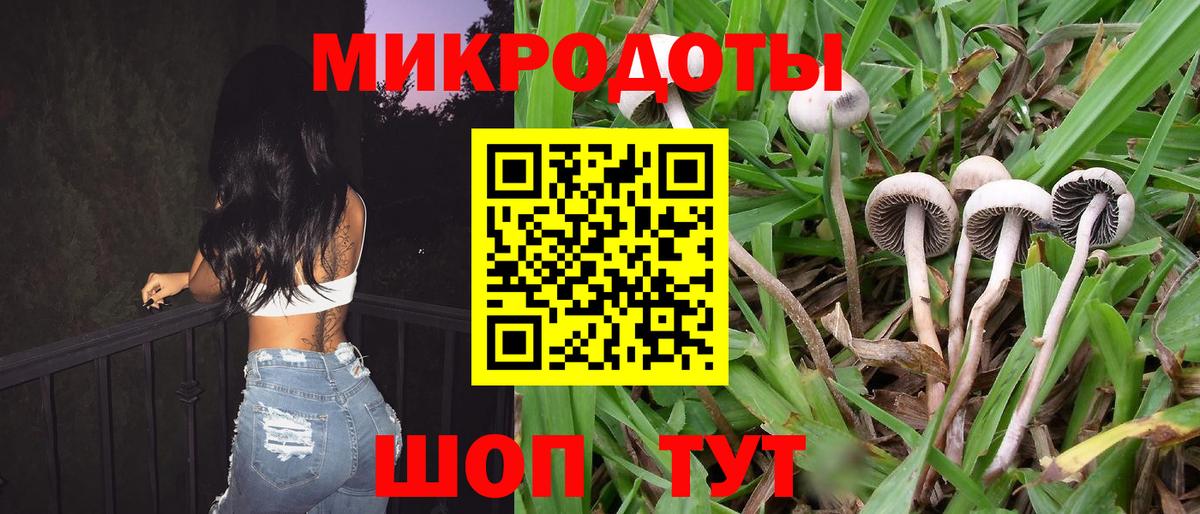 Псилоцибиновые грибы Psilocybine cubensis Новоалтайск