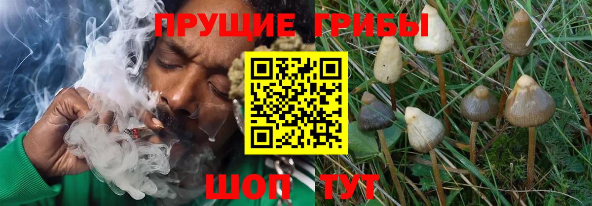 Галлюциногенные грибы Psilocybe  Вход с VPN  Новоалтайск  закладки  Галлюциногенные грибы прущие грибы 